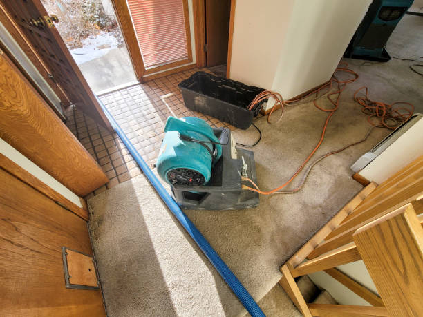 Best Mold removal after water damage  in Buena Vista, GA