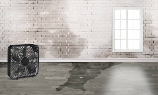 Best Local water damage restoration  in Buena Vista, GA